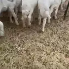 بهم تربيه مرتفع شكل وشعره العمار من ثلاثه شهور