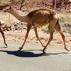 للبيع قعود سنه حق