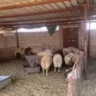 نعيم وحري و تيوس تربيه خاصه وسواكن تربيه 5 شهور