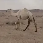 للبيع البكره الحقه