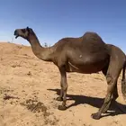 مجهم ضروبه كفو وانتاجها طيب على جميع الشروط