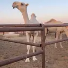 قعود علياني