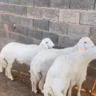 خرفان حري
