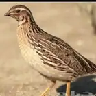سمان فري
