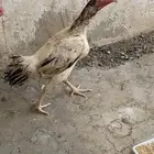 دجاج شامو ياباني صنف