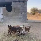 معزا والد للبيع