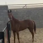 فرس انجليزية بجوازها للبيع