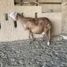 ساكليه حاصب سدس