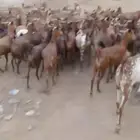 للبيع تيوس ومقاني