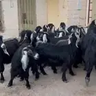معزا عوارض