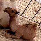 بكره صفرا عونيه