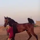 حصان شعبي شيخ