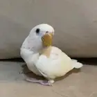 روز فرخ
