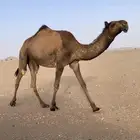 حقه رمانيه كفو