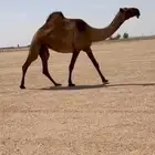 البيع الصفراء