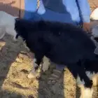 خرفان 2للبيع