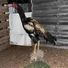 ديك باكستاني شبابي