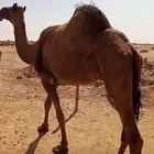 ضروبه ولا يبيه قصب ام ثالث