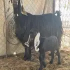عنز مع ولده
