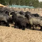 غنم عرب شهب فاخره وطيبه للبيع