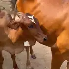 بقرة منيح للبيع