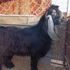 تيس عارضي فحل