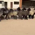 غنم عرب طيبه واشباب للبيع