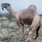 بعير فحل كفو
