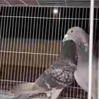 زوج زاجل اصيل الموقع مليجه