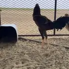 ديك باكستاني أصل  فرخ