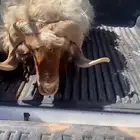 فحل نعيم سديس