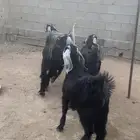 تيوس مخاصي