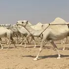 ذود ابل وضح كفو وطيبه واشباب للبيع