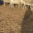 ضان للبيع دفع