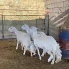 عرض فاخر من الاخر رخال دفيع صنف إلى صنف نوادر