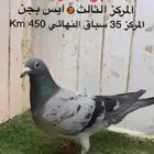 زاجل سباق افضل زوج الذكر 3 و الانثى 6 ذهبي