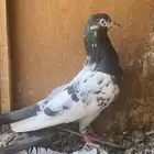 للبيع جوز تيدي