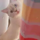 قط بريتيش هجين