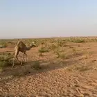 قعود العمر 4 شهور باقي المعلومات رقم جوال اتصال فقط