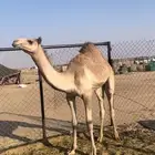 قعود فطيم هجن سلاله وشكل