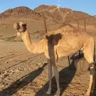 و نعرض لكم قعود