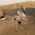 حصان عربي اصيل