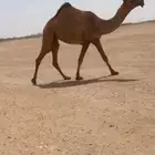 للبيع البكره الكفوو