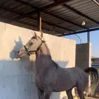 حصان شعبي