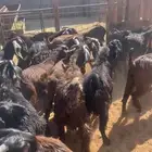 تيوس فل شحم ونظاف ( يوجد سلخ وتوضيل)