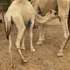 عشراء شقحاء