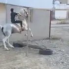 حصان شعبي