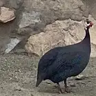 زوج حجل