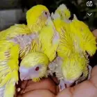 فروخ بادجي طيور حب