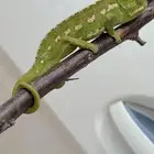 حرباء